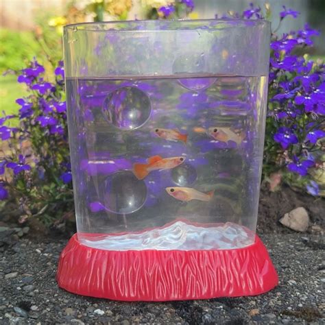 4 Juvenile Glass Belly Guppy Fish – Fish Portals