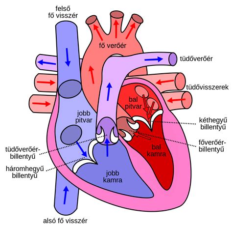 File:Diagram of the human heart hu.svg - Wikipedia