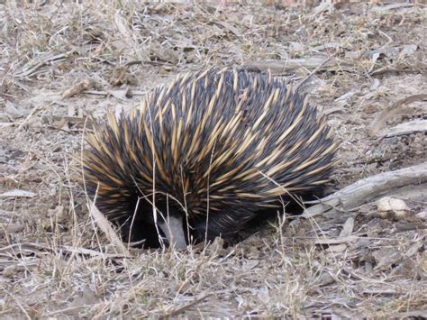 Animal Encounters On A Murray River Safari Tour South Australia