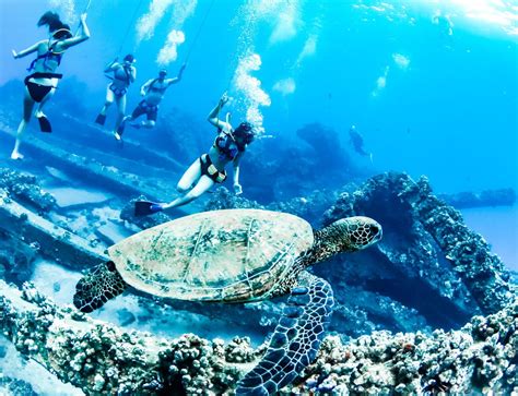 A Guide To Snorkeling With Sea Turtles In Maui — TRILOGY CAPTAIN'S LOG