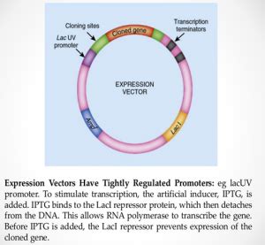 Expression Vectors: Types & Characteristics – StudiousGuy