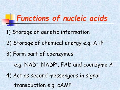 PPT - Lecture 2 Properties and functions of nucleic acids PowerPoint Presentation - ID:3758473