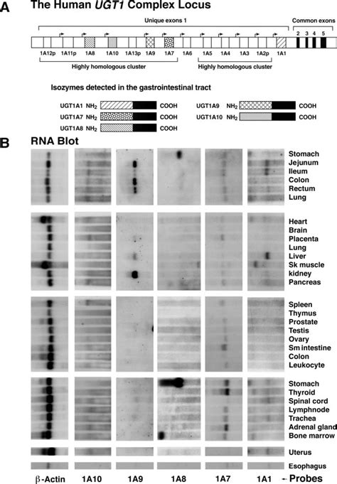 A, 13 UGT isozymes encoded at the human UGT1 locus. The 4 common exons... | Download Scientific ...