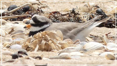 Common Ringed Plover Nesting | British Birding - YouTube