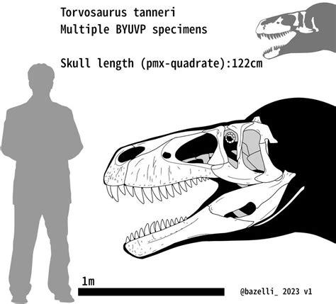 Torvosaurus tanneri skeletal skull by carcharsauce on DeviantArt