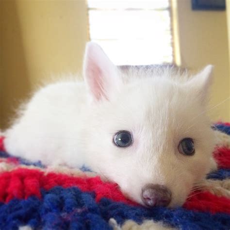 The Internet’s Cutest Snow-White Fox Is Growing Up | Bored Panda