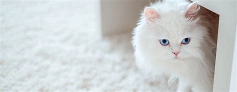 Gorgeous White Cat Breeds to Welcome to the Family | Purina