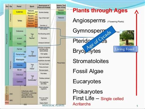 Mesozoic plants