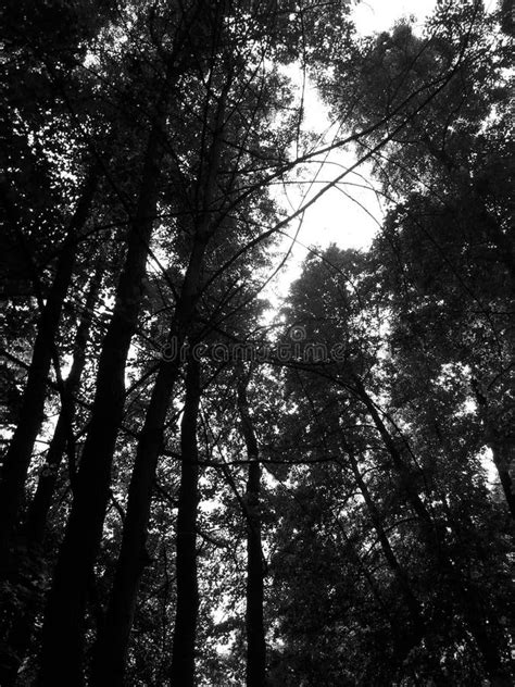 Dark Forest in Black and White Color Stock Photo - Image of natural ...