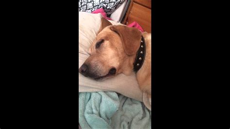 My dog making noises while sleep - YouTube