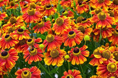 Heleniums Plant Care & Growing Tips | Horticulture.co.uk