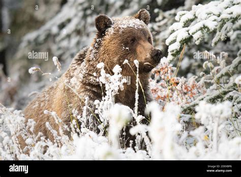 Grizzly bear in the snow Stock Photo - Alamy