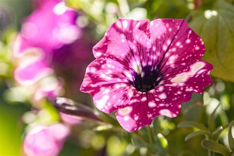 Petunia Flower Bloom - Free photo on Pixabay - Pixabay