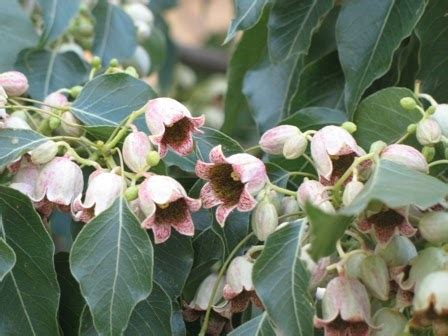 The World´s Tree Species: Lacebark Kurrajong - Brachychiton populneus