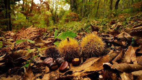 RACCOLTA DELLE CASTAGNE NEL BOSCO - Agriturismo L'oca bianca