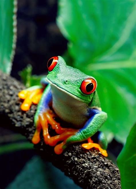 "Ribbit" - South American #Frog | All God's Creatures | Pinterest