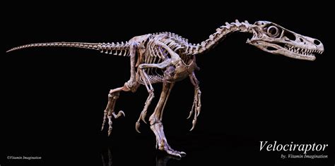 ArtStation - Velociraptor skeleton by.Vitamin Imagination, Vitamin ...