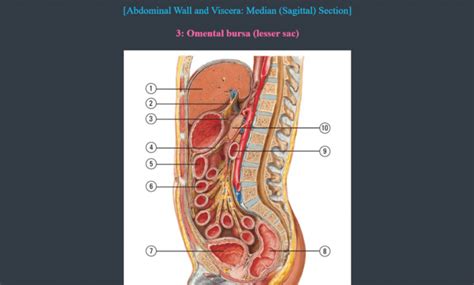 Best Anki Deck For Step 1 2024 [ANKI USMLE GUIDE]