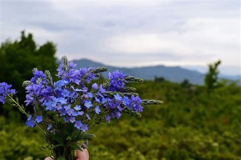 Wildflowers Georgia - Free photo on Pixabay - Pixabay