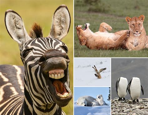 Comedy Wildlife Photography Awards: Animals do the funniest things | Nature | News | Express.co.uk