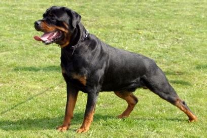 Compensation awarded after unlicensed Rottweiler bites jogger - Donegal ...