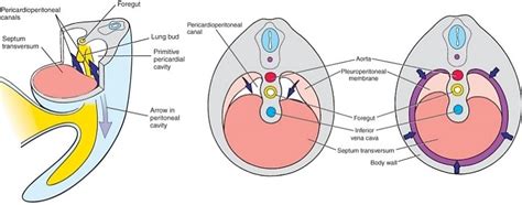 Diaphragm and Body Cavities Development - Embryology Made Easy ...