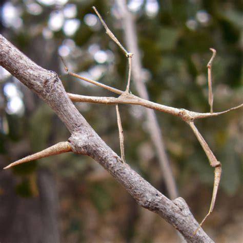 How stick insect camouflage – Pet Brilliant.com