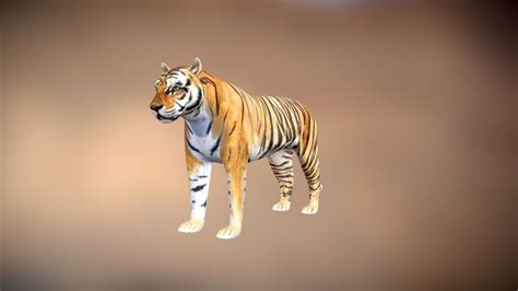 Siberian tiger - 3D model by Sarma (@mpotran) [7e49ec0] - Sketchfab