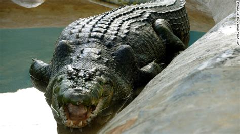 Lolong, world's largest captive crocodile, dies in Philippines - CNN.com