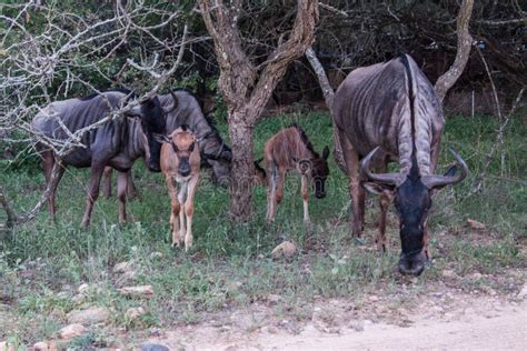 Family of Blue Wildebeest Antelope Grazing Stock Photo - Image of bush, faces: 109205940