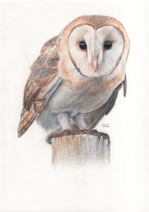 Barn owl (pastel drawing) by TheAdventureDragon on DeviantArt