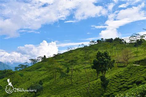 tea garden at Makaibari Tea Estate - offbeat weekend destinations from ...