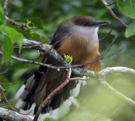 Rich Hoyer showcases six endemic species from the birdy island nation of Jamaica.