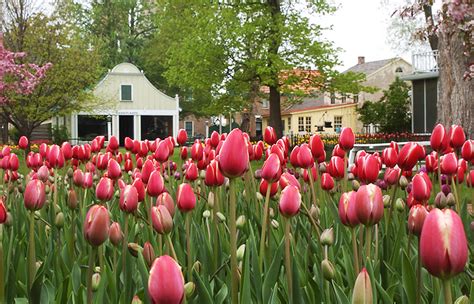 Pella Tulip Time: A Grand Commemoration of Dutch Heritage - Iowa Source