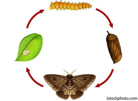 Exploring the Different Stages of a Moth's Lifecycle – Pest Supply Canada