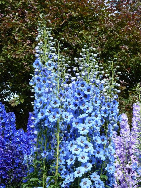 Larkspur Flower Meaning In Tamil | Best Flower Site