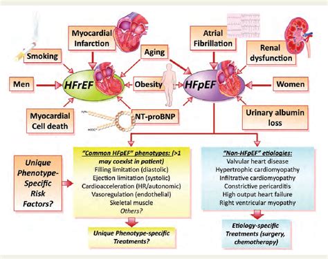 Figure 1 from Heart failure with preserved and reduced ejection fraction: different risk ...