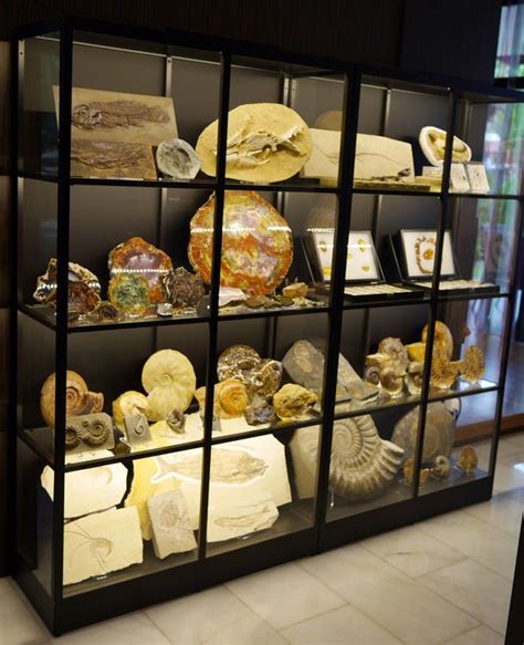 Fossil Collection Mineral Collection Display, Shell Collection, Rock Collection, Macabre Decor ...