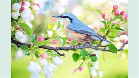 spring birds singing the trees, light winds, relaxing nature sounds ...