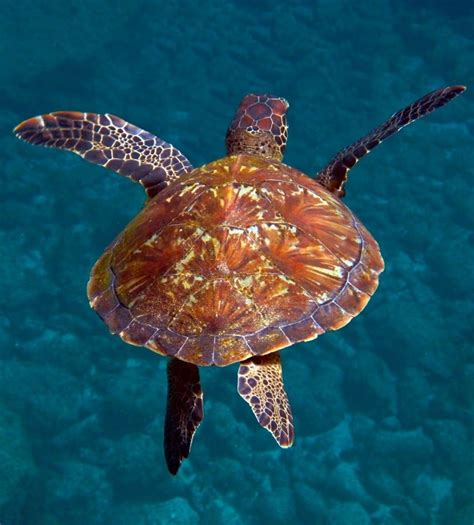 Snorkeling at Fernando de Noronha Brazil | Photo By - Roby Villa | Fernando de noronha brazil ...