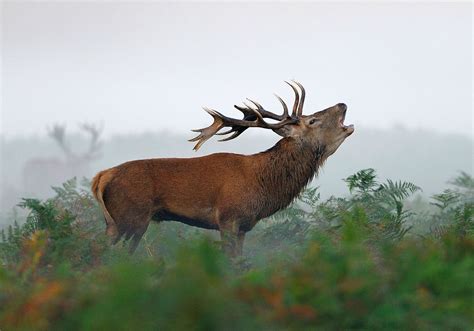 Red Stag Roaring by Dean Mason on 500px | Deer photos, Big deer, Animals beautiful