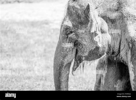 Indian giant Black and White Stock Photos & Images - Alamy