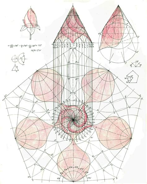 Descriptive geometry in botanical art