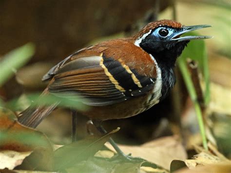 Ferruginous-backed Antbird - eBird