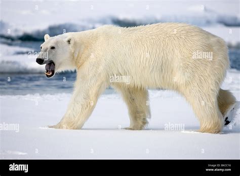 Roaring bear hi-res stock photography and images - Alamy