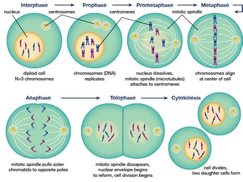 Cell Cycle and Cell Division – Definitions, Differences and Types – Toppr Bytes