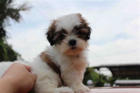 LovelyPuppy: Mini Shih Tzu Puppies For Sales @ RM499 ONLY!!!