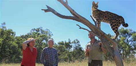 - Wild Cat Conservation Centre