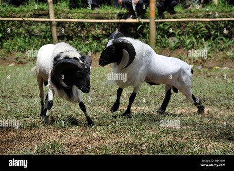 Bighorn sheep fighting hi-res stock photography and images - Alamy