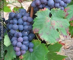 Cinsault - Red Wine Grape Variety | Wine-Searcher